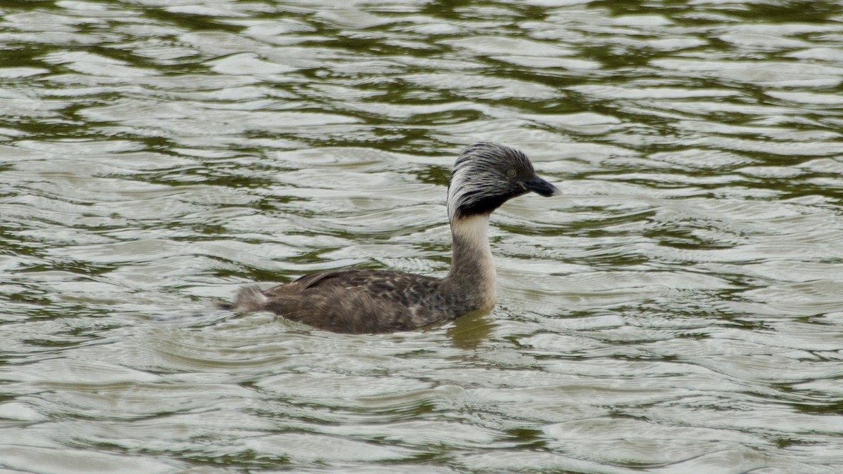 Hoary-headed Grebe - ML617432253