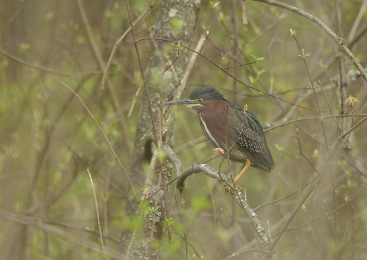 Green Heron - D Denner