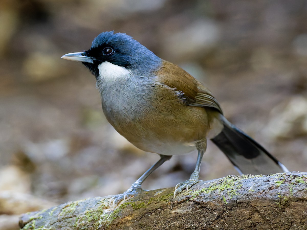 White-cheeked Laughingthrush - Peter Kennerley