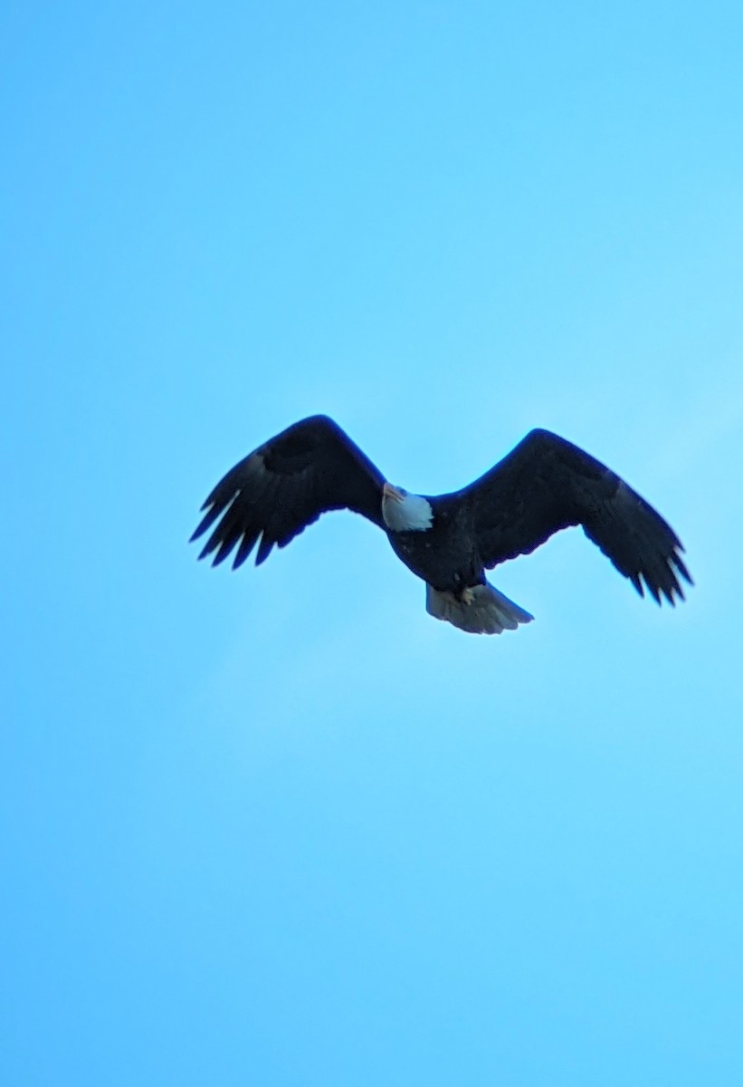 Bald Eagle - ML617432331