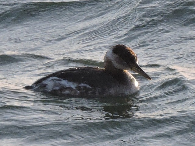 Red-necked Grebe - ML617432348