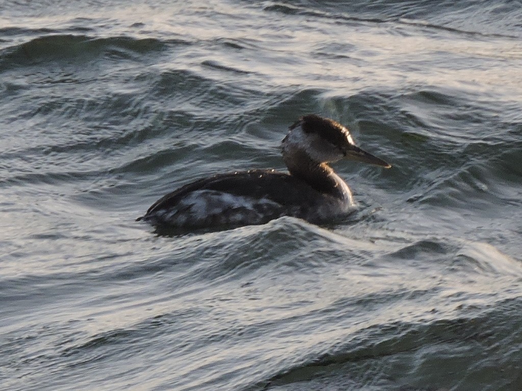Red-necked Grebe - ML617432349