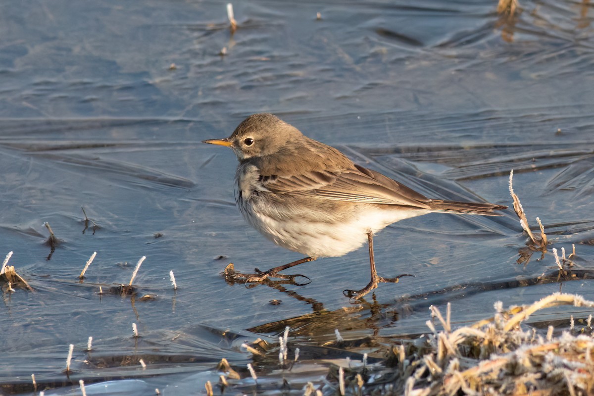 Water Pipit - ML617432355