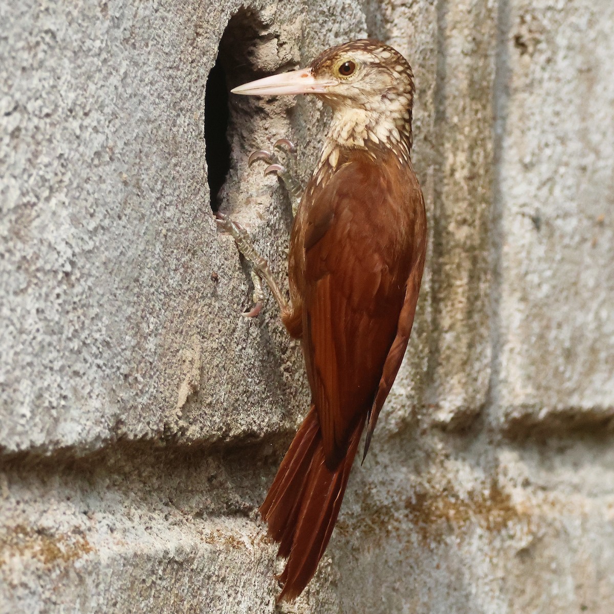 Straight-billed Woodcreeper - Jorge Alcalá