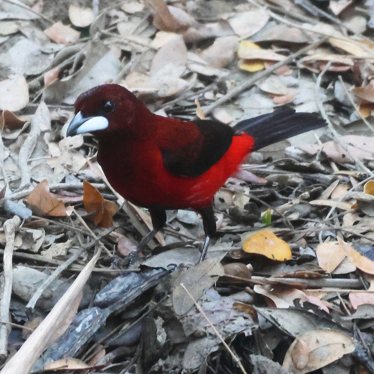 Crimson-backed Tanager - Jorge Alcalá