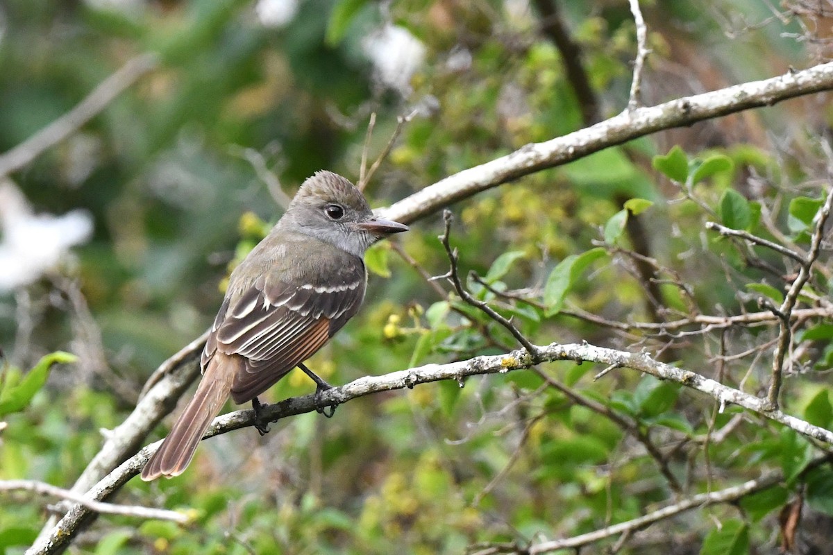 Brown-crested Flycatcher - Todd Love