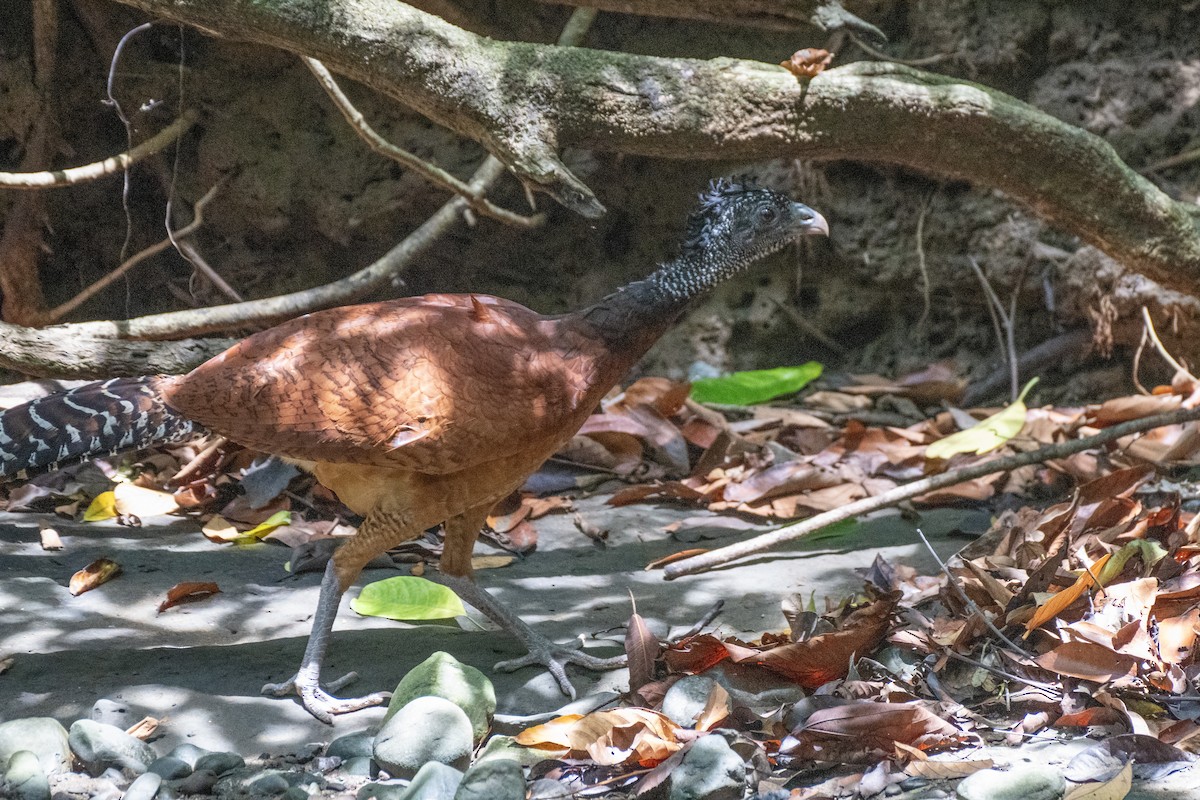 Great Curassow - ML617432453