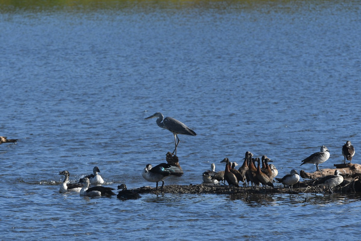 Gray Heron - ML617432492