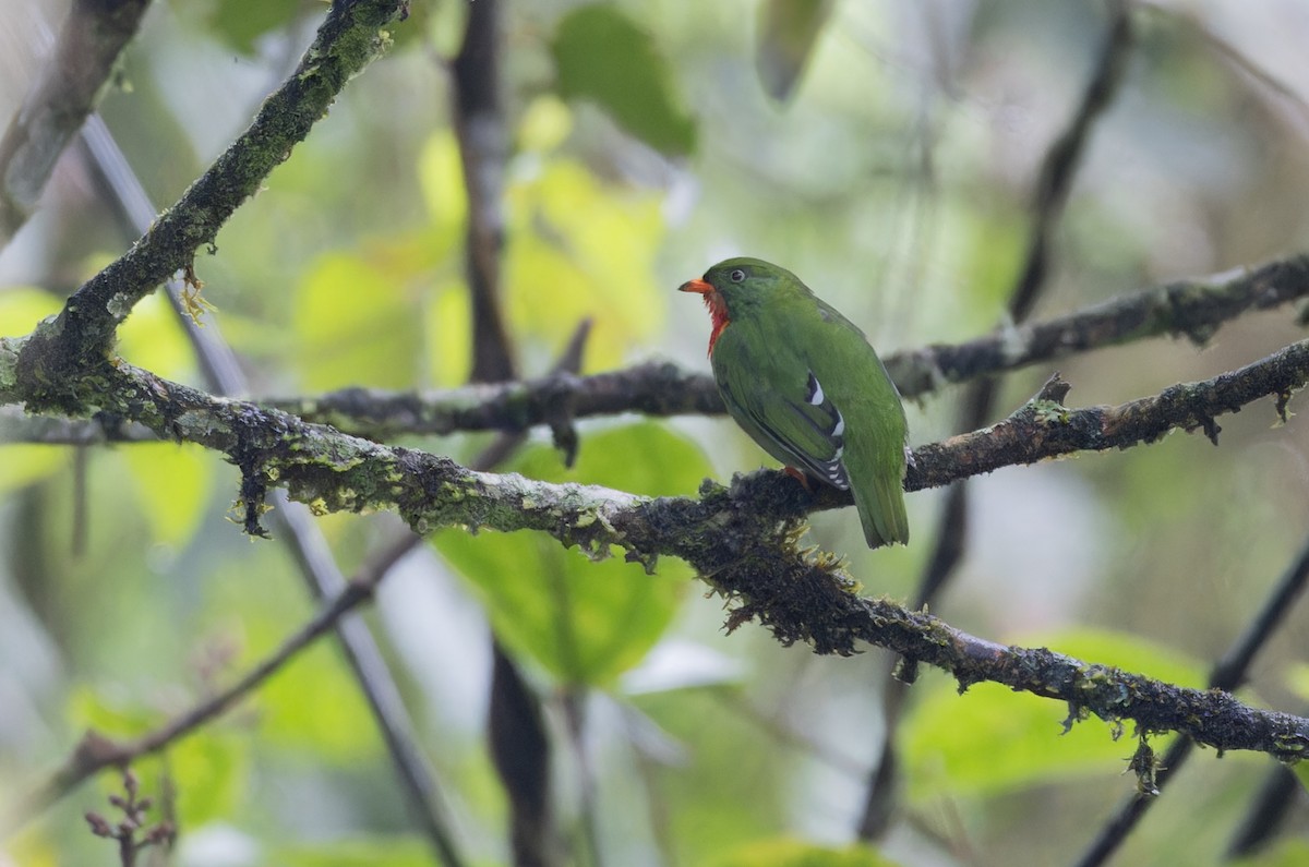 Cotinga à gorge rouge - ML617432500