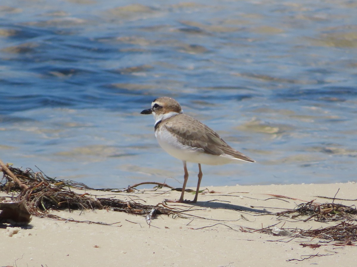 Wilson's Plover - ML617432530