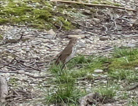 Hermit Thrush - ML617432531