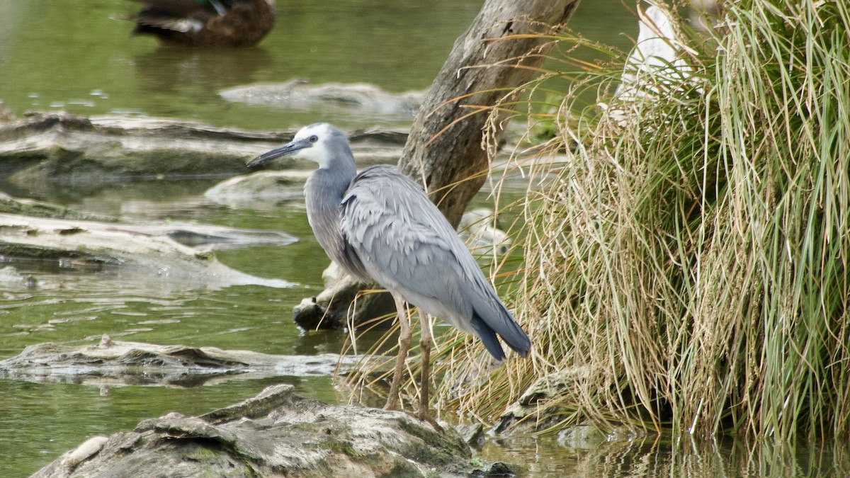 White-faced Heron - ML617432532