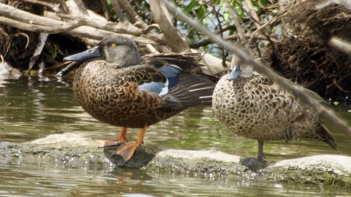 Australasian Shoveler - ML617432609