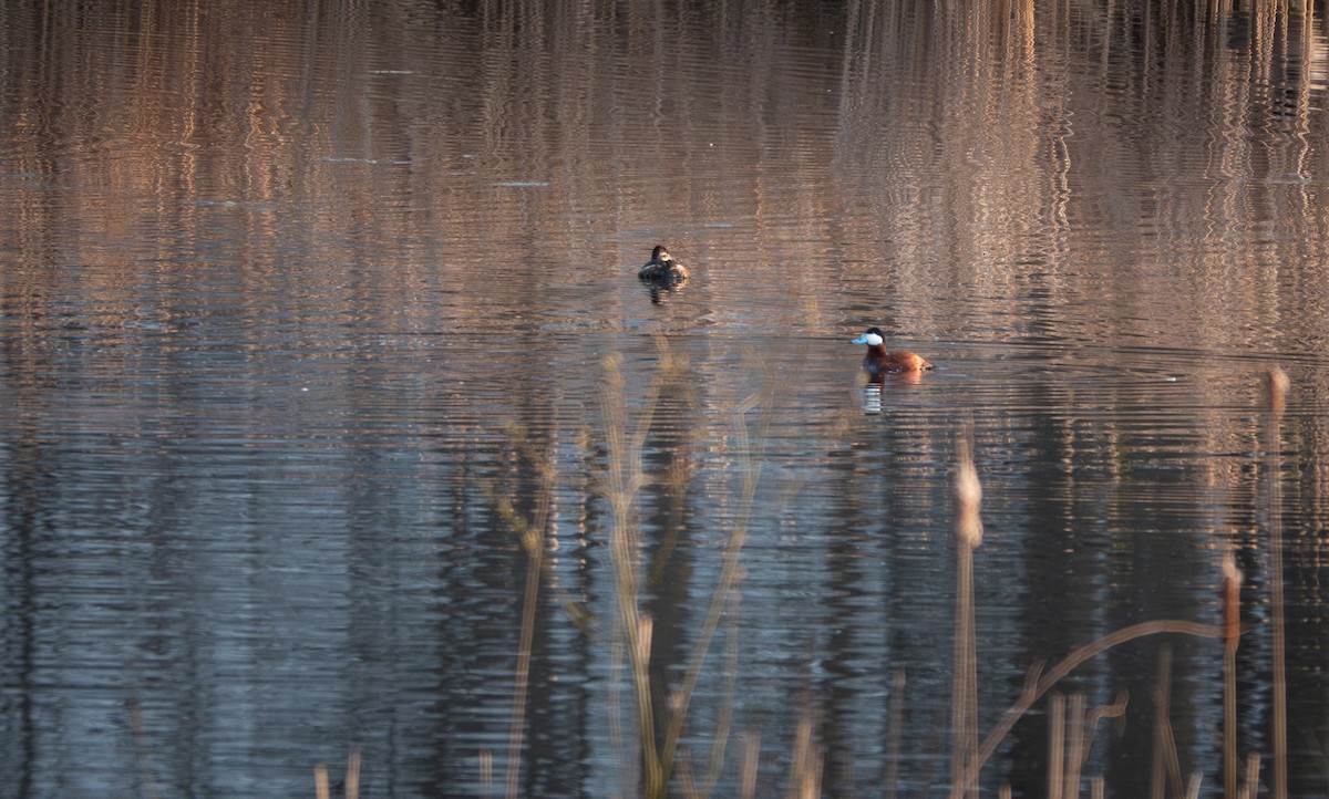 Ruddy Duck - ML617432668