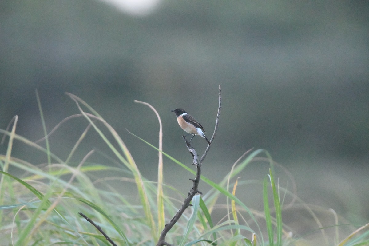 African Stonechat (African) - Gabriel Jamie