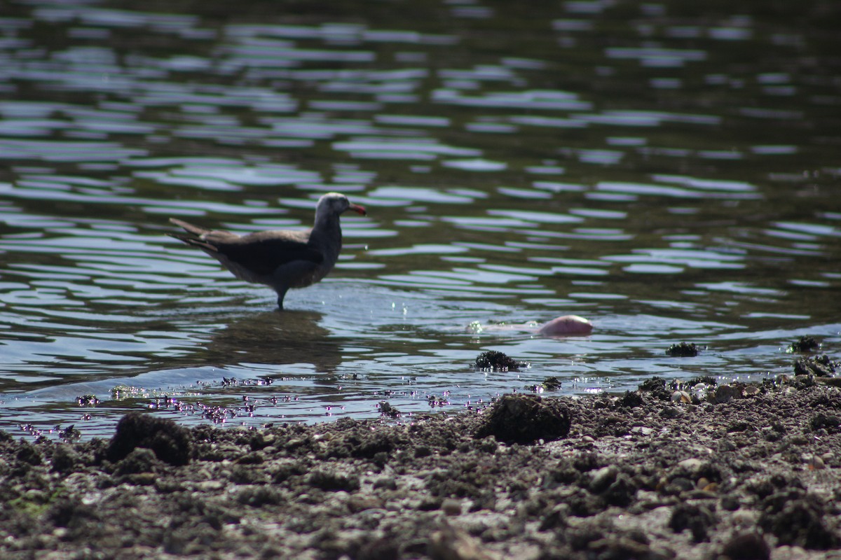 Heermann's Gull - ML617432670