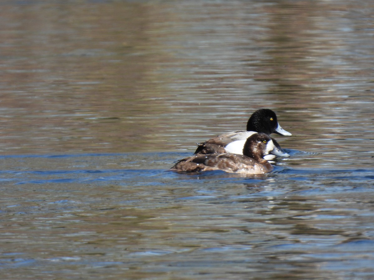 Greater Scaup - ML617432671