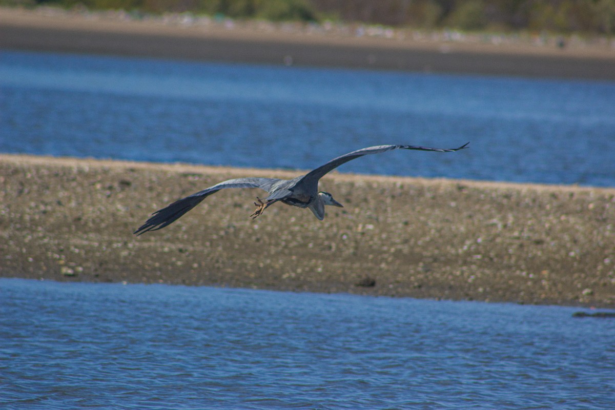 Little Blue Heron - ML617432690