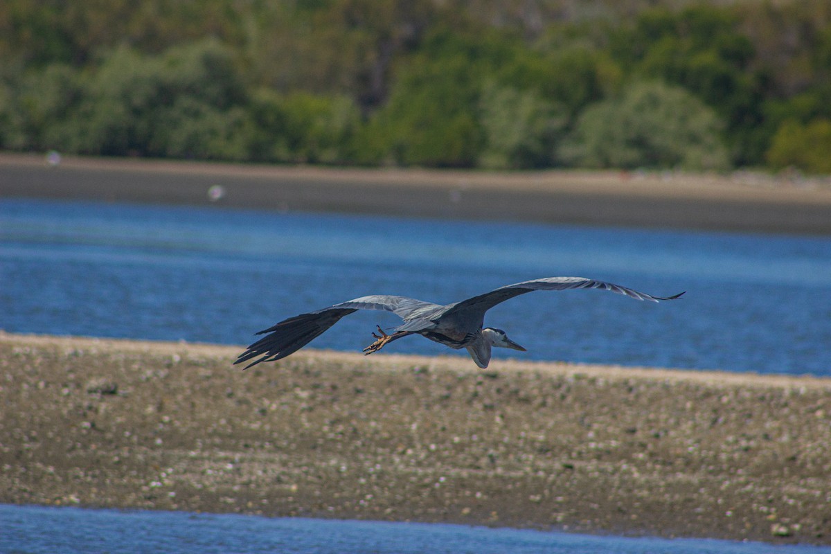 Little Blue Heron - ML617432691