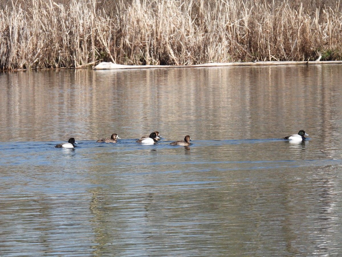Greater Scaup - ML617432700