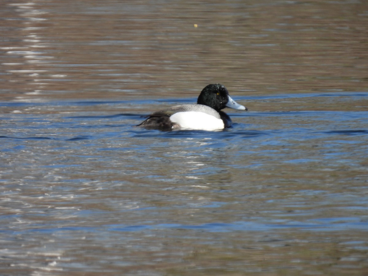 Greater Scaup - ML617432701