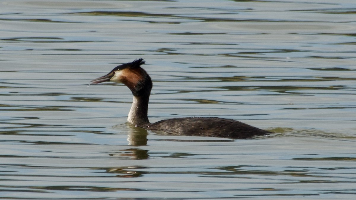 Great Crested Grebe - ML617432704