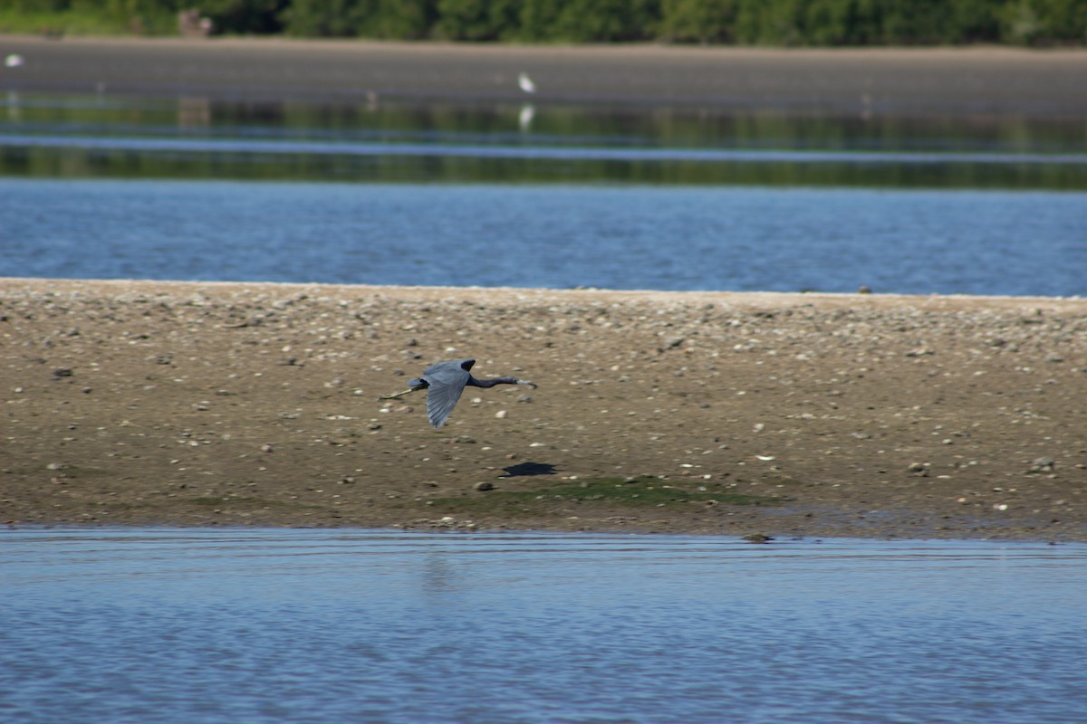 Little Blue Heron - ML617432712