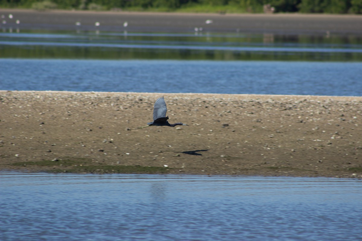 Little Blue Heron - ML617432713