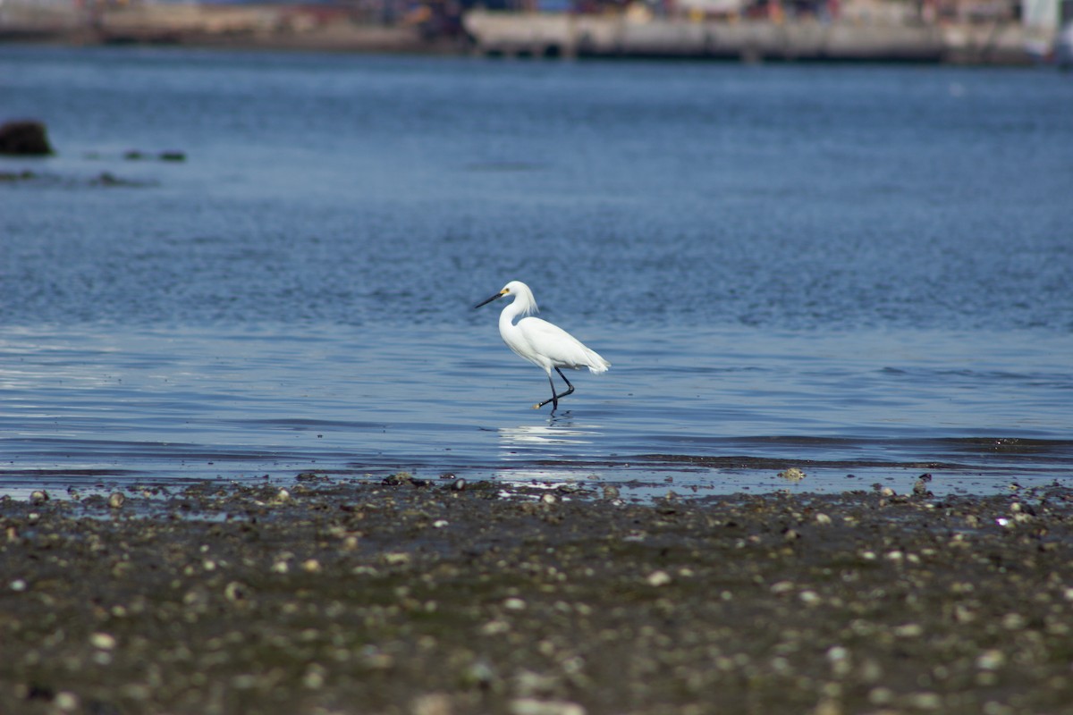 Snowy Egret - ML617432726