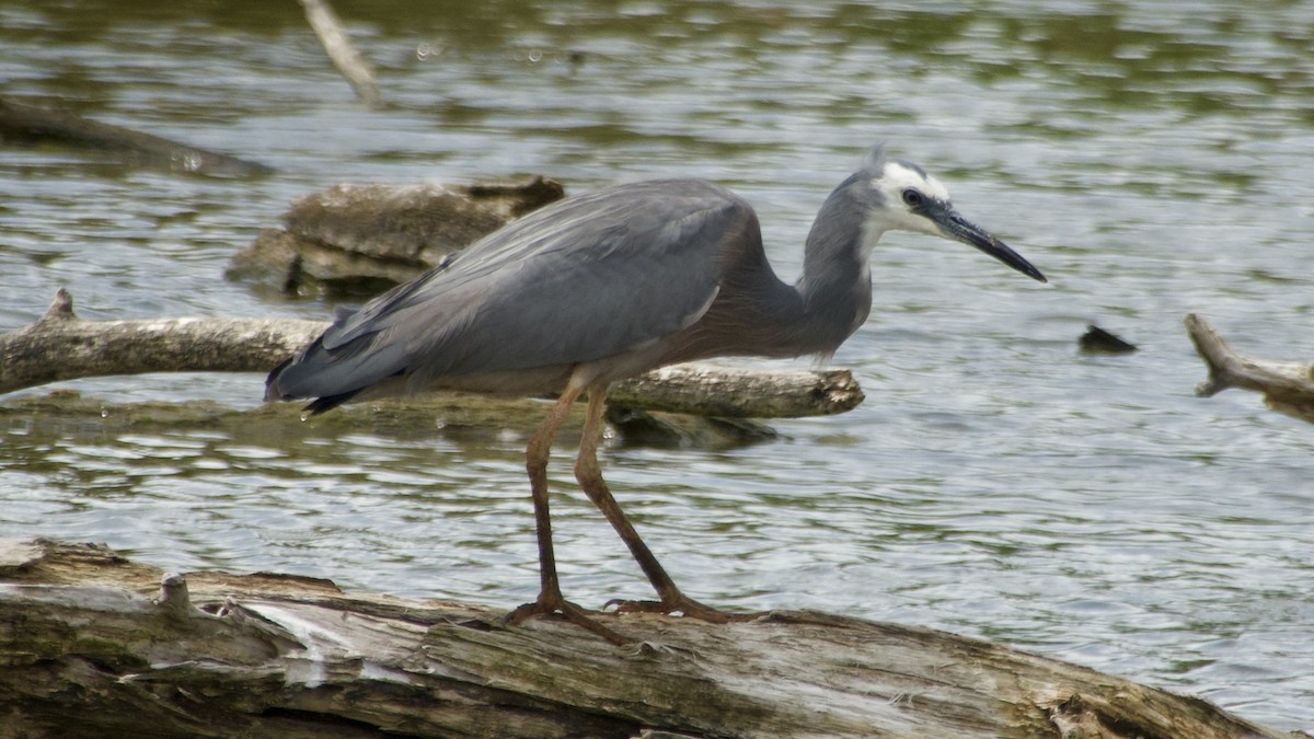 White-faced Heron - ML617432729