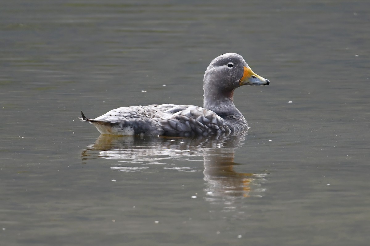 Flying Steamer-Duck - ML617432736