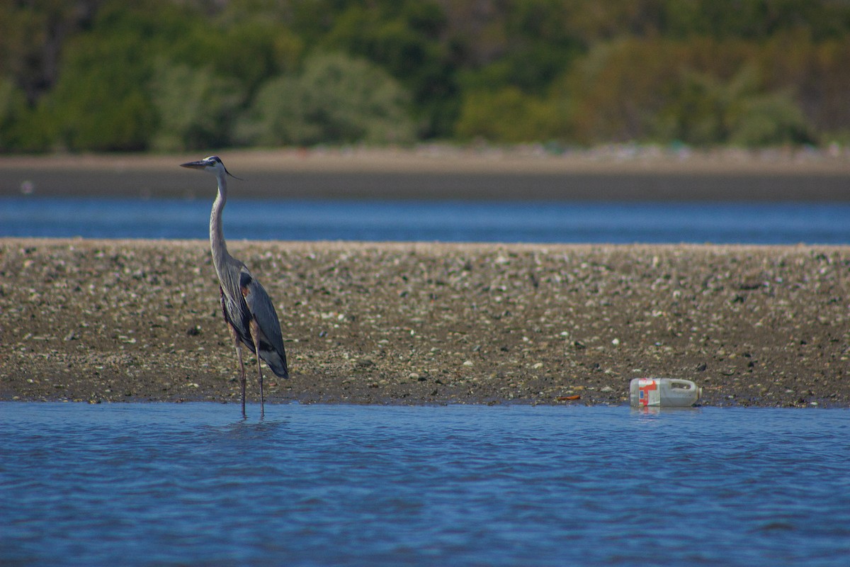 Great Blue Heron - ML617432749