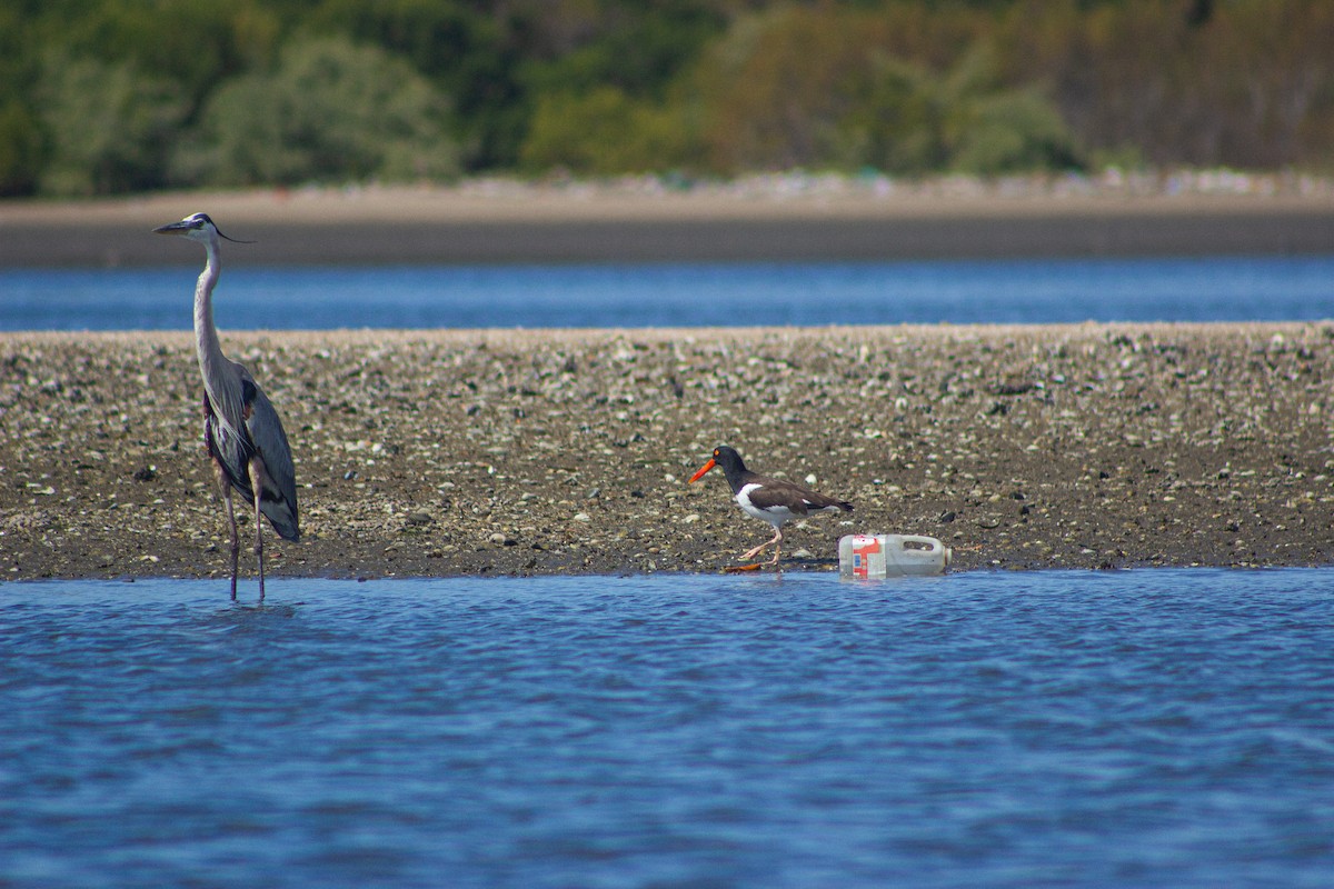 Great Blue Heron - ML617432750