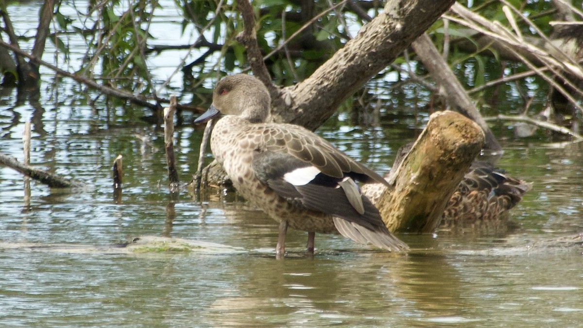 Cerceta Gris - ML617432767