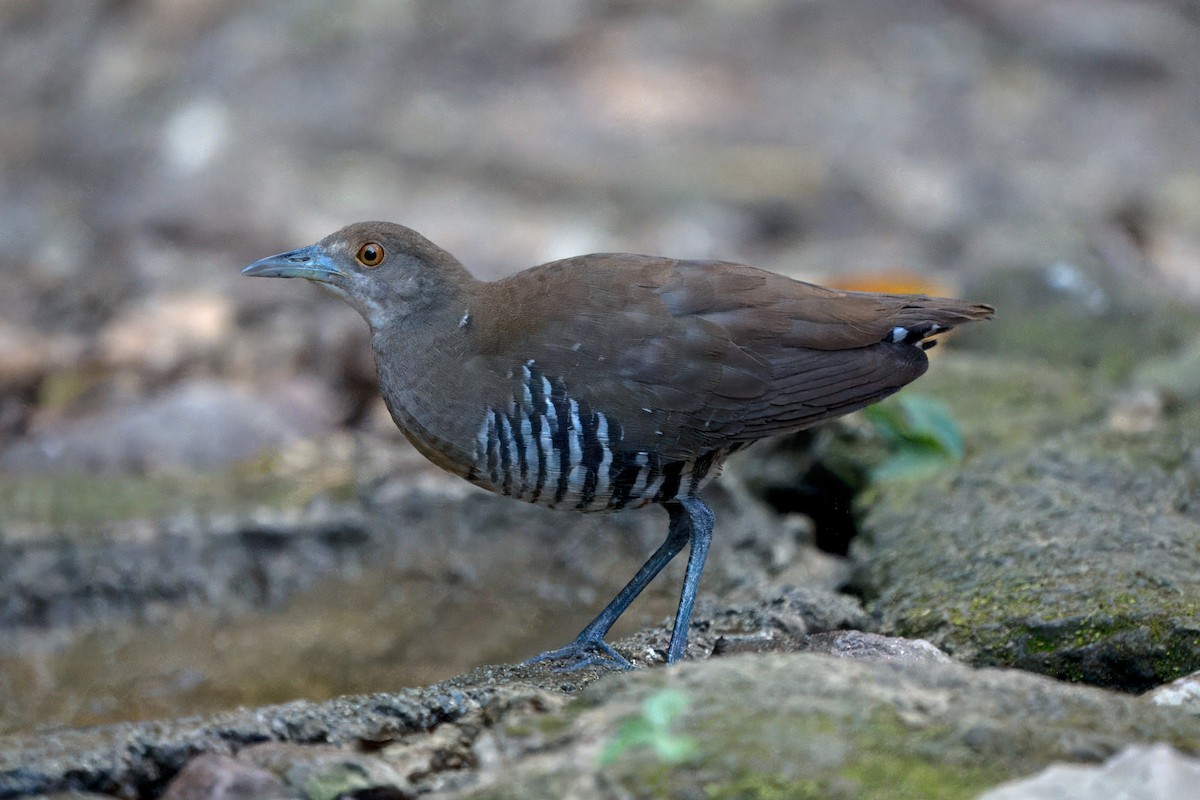 Slaty-legged Crake - S Kanchan