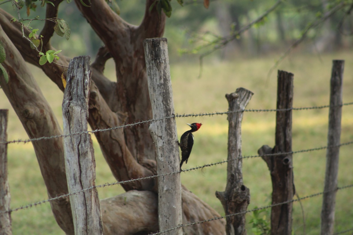 Pale-billed Woodpecker - ML617432786