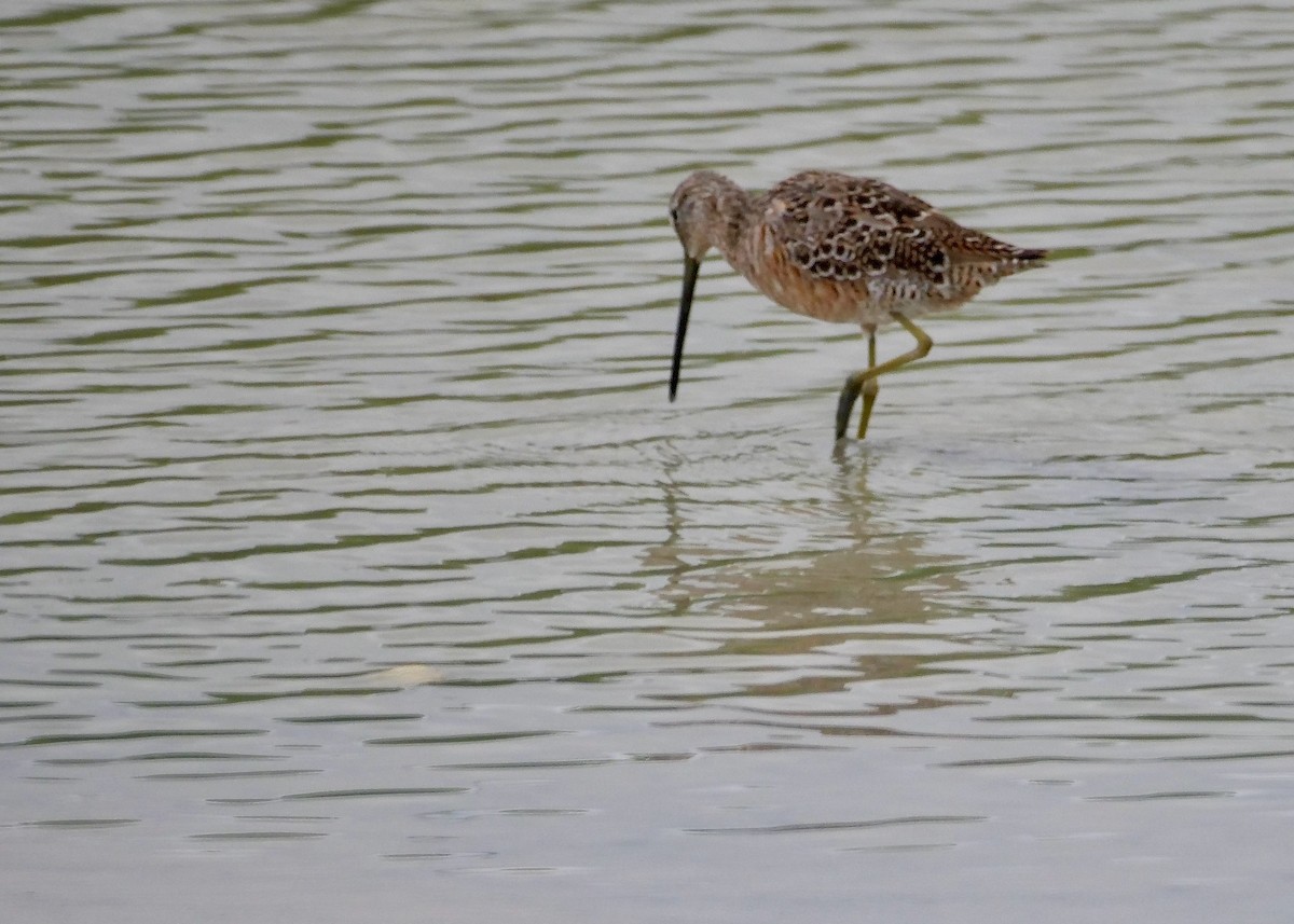 Long-billed Dowitcher - ML617432789