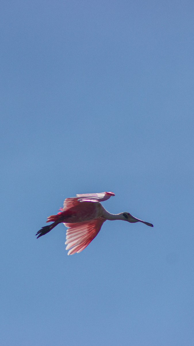 Roseate Spoonbill - ML617432799