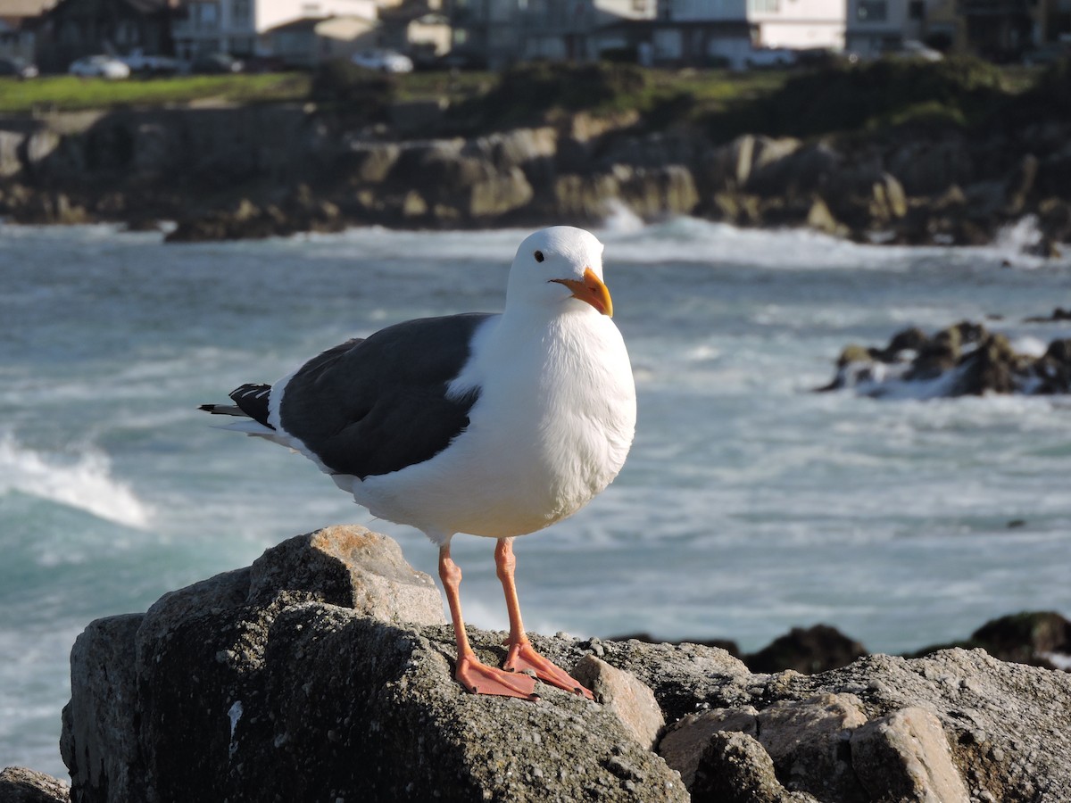 Western Gull - ML617432800