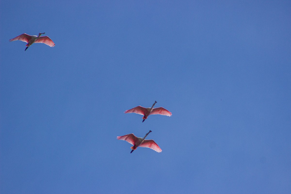 Roseate Spoonbill - ML617432802