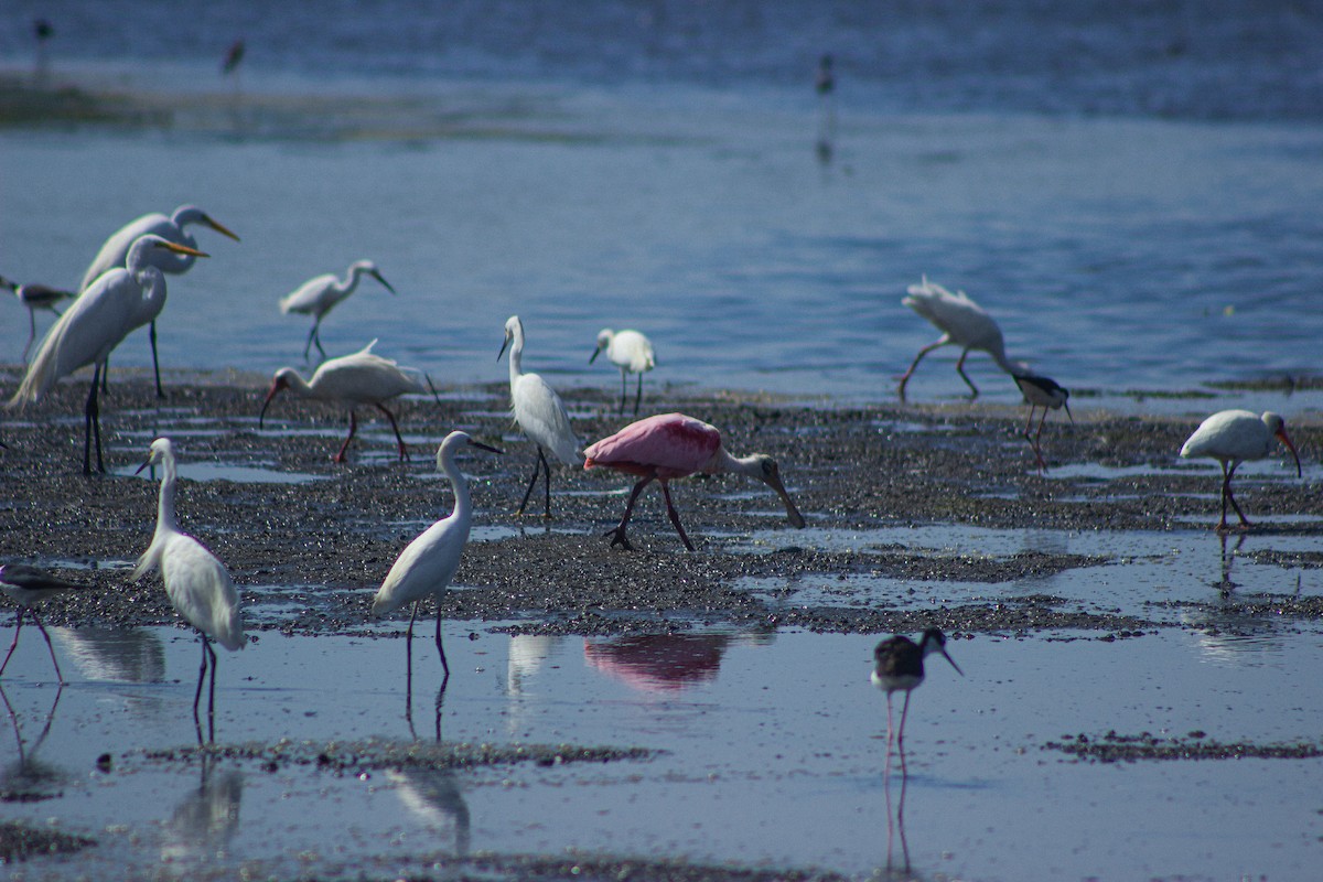 Roseate Spoonbill - ML617432803