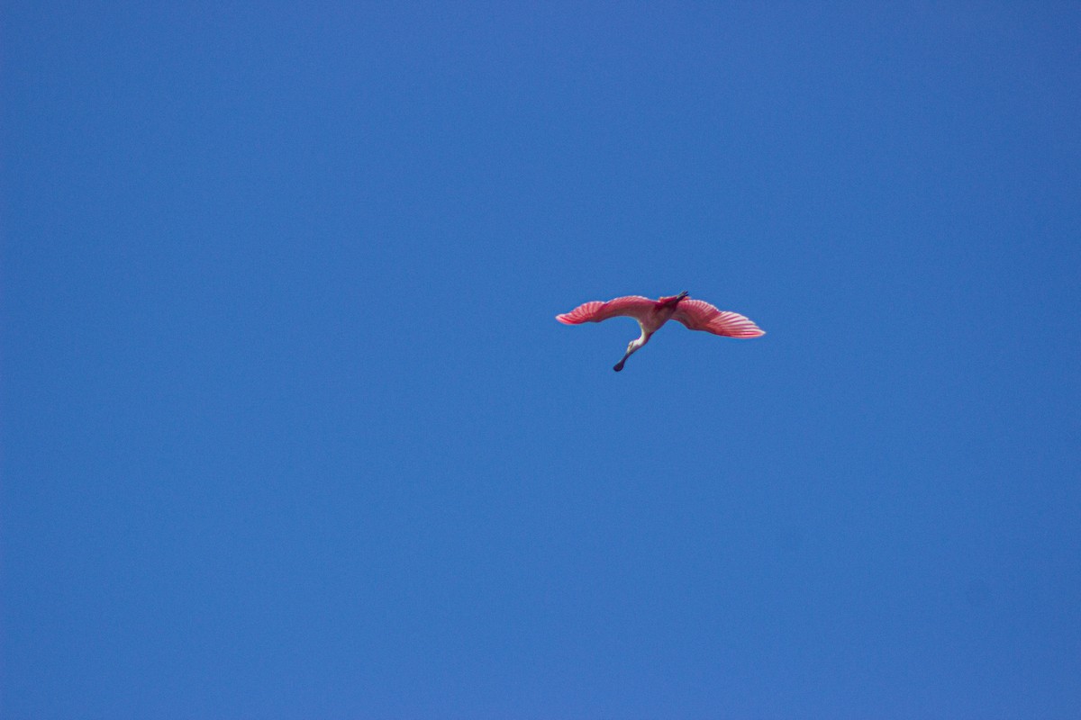 Roseate Spoonbill - ML617432804