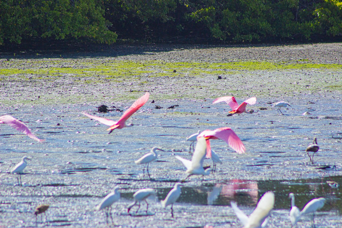 Roseate Spoonbill - ML617432805