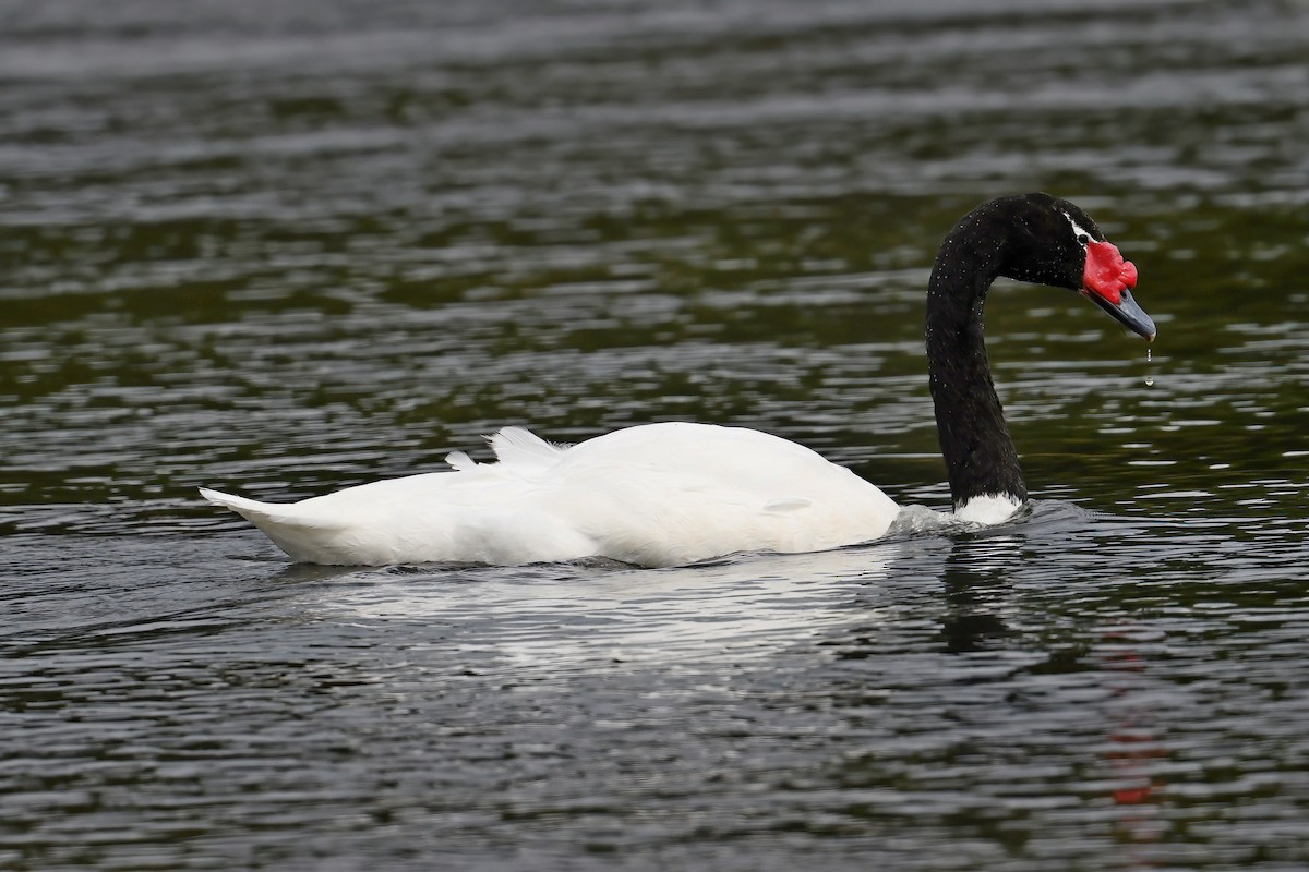 Cygne à cou noir - ML617432829