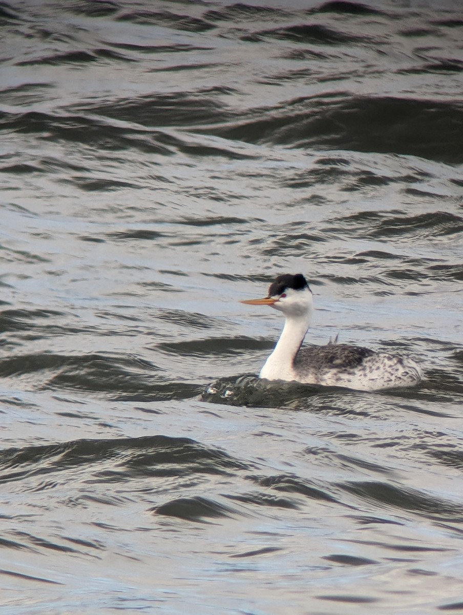 Clark's Grebe - ML617432831