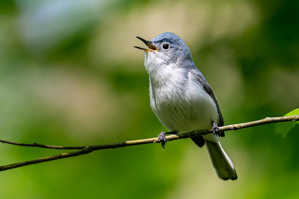 Blue-gray Gnatcatcher - ML617432833