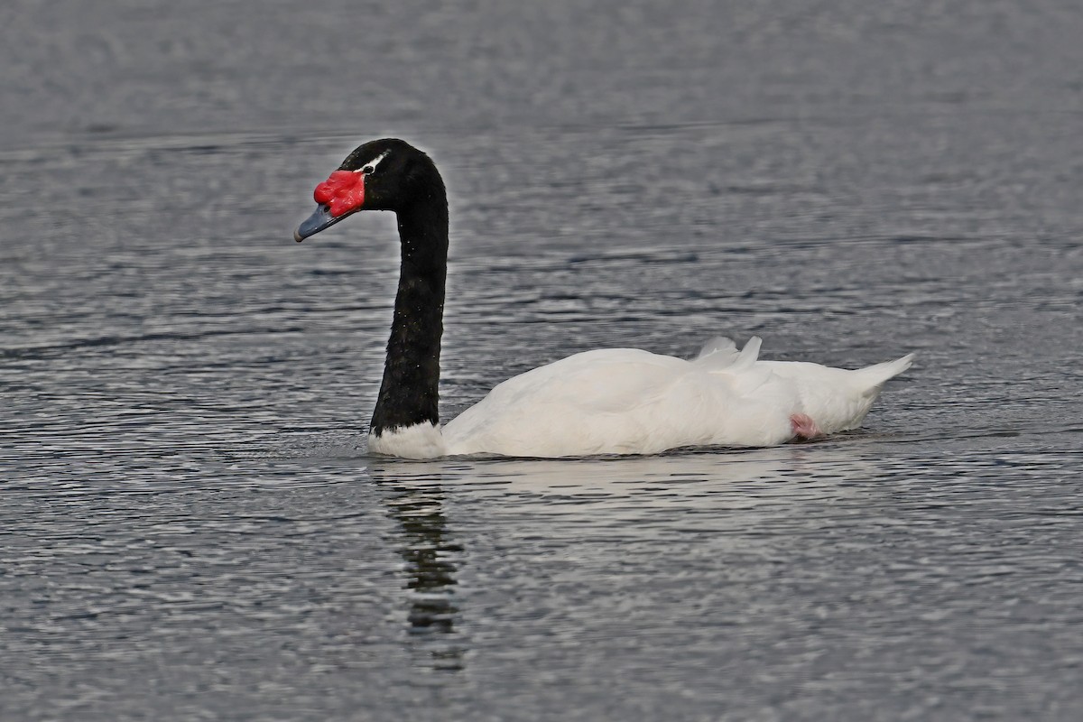 Cygne à cou noir - ML617432845