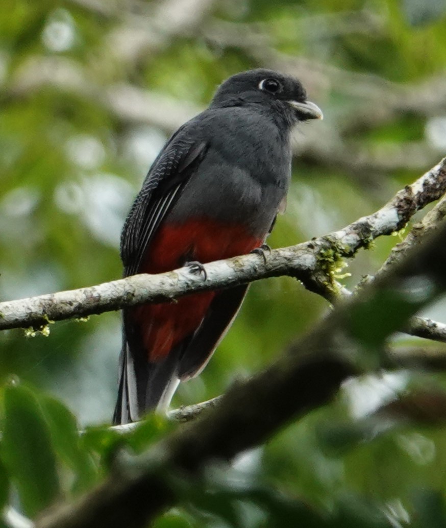 Surucua Trogon - MARTIN KUNZE