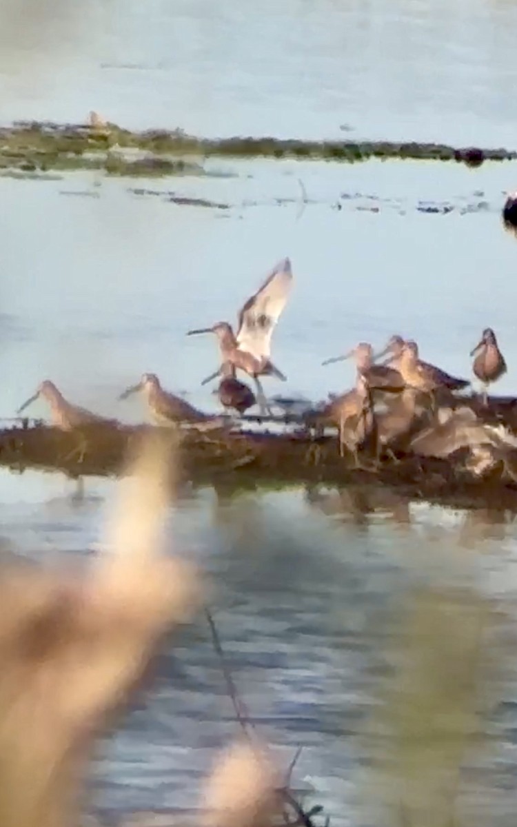 Long-billed Dowitcher - ML617432905