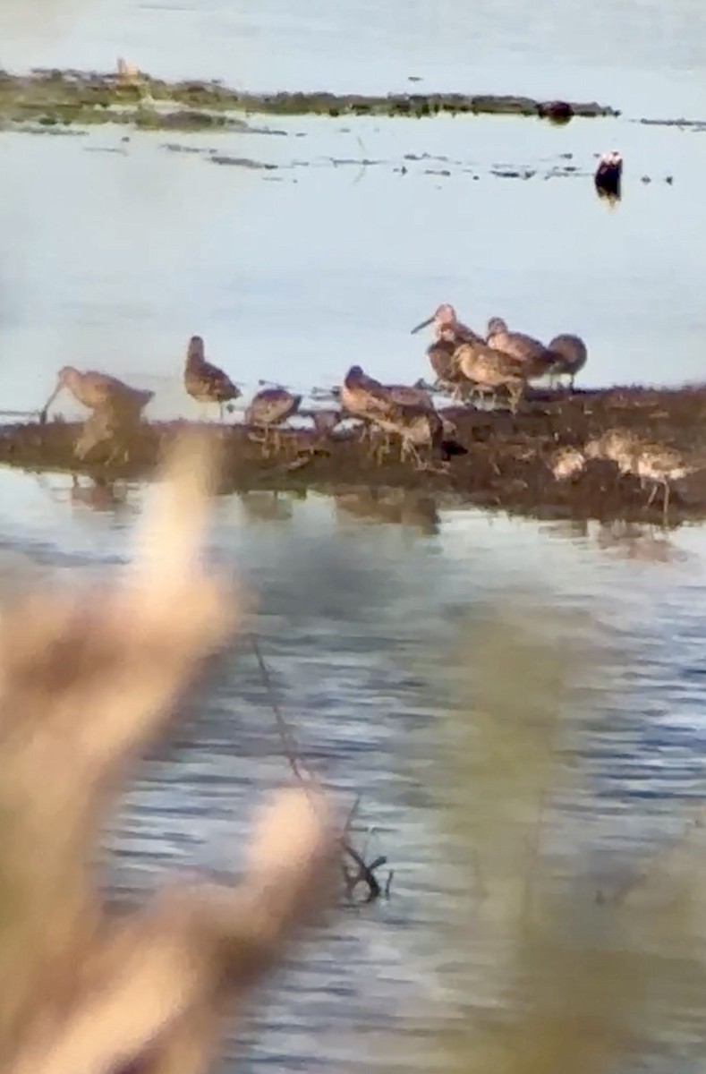 Long-billed Dowitcher - ML617432906